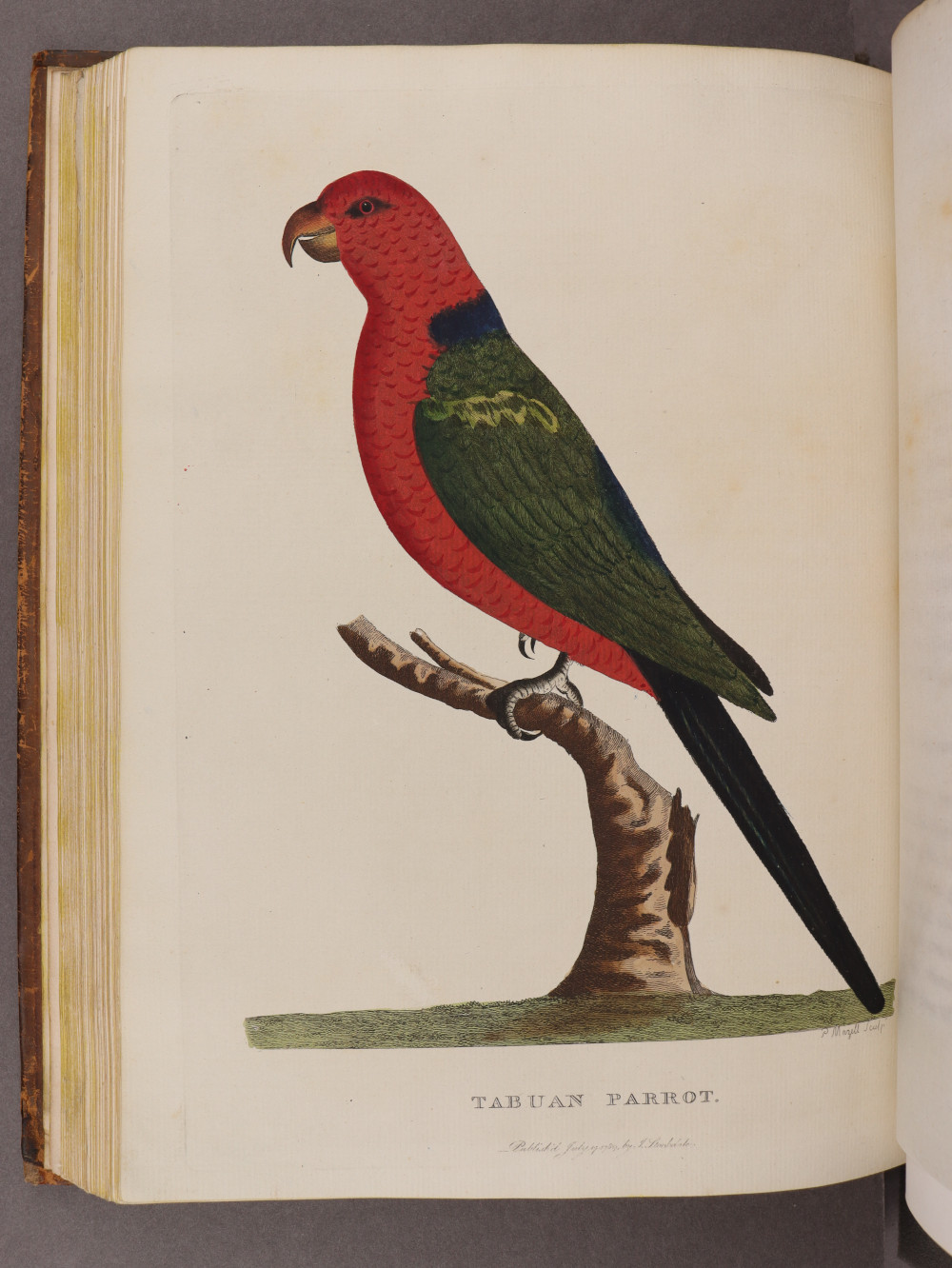 Plate 19